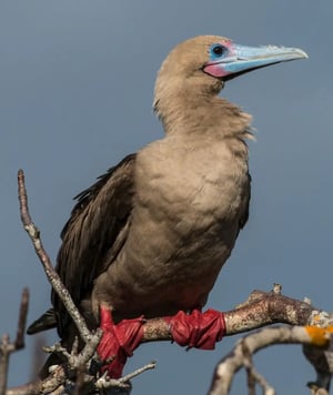 4-Day Northern Expedition | Galapagos Islands aboard Galapagos Legend